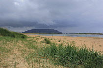 Lyme grass {Leymus arenarius} on sand dunes, Binnion Bay Peninsula, County Donegal, Republic of Ireland, July 2007