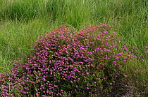 Mackay's heath {Erica mackaiana} in flower, Lough Nacung, Upper County Donegal, Republic of Ireland
