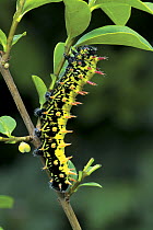 Caterpillar larva of Moon / Bulls eye moth {Automeris sp} Madagascar