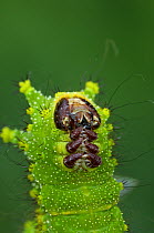 Close up of final instar caterpillar larva of Malayisan moon moth{Actias maenas} Occurs Malaysia, Borneo, central India and south east Asia.
