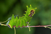 Final instar caterpillar larva of Malayisan moon moth{Actias maenas} Occurs Malaysia, Borneo, central India and south east Asia.