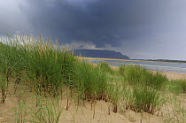 Marram grass {Ammophila arenaria} on sand dunes, Binnion Bay Peninsula, County Donegal, Republic of Ireland, July 2007