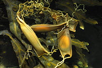 Mermaid's purse, Egg capsule of the Dogfish shark {Scyliorhinus canicula} Portaferry, Strangford, County Down, Northern Ireland, April