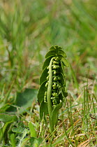 Moonwort fern {Botrychium lunaria} Murlough National Nature Reserve, Dundrum, County Down, Northern Ireland, UK