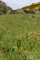 Moonwort fern {Botrychium lunaria} growing in grassland habitat, Murlough National Nature Reserve, Dundrum, County Down, Northern Ireland, UK