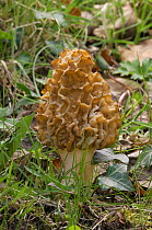 Morel fungus {Morchella esculenta var vulgaris} Glenarm Nature Reserve, County Antrim, Northern Ireland