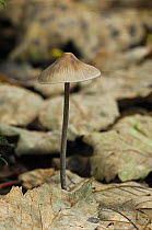 Fungus {Mycena abramsii} growing under Alder and Hazel, Clare Glen, Tandragee, County Armagh, Northern Ireland, October