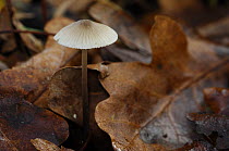Fungus {Mycena abramsii} amongst fallen leaves,  Brackagh Moss NNR County Armagh, Northern Ireland, UK