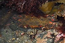 Velvet swimming crab {Liocarcinus / Necora puber} underwater, Ballyhenry Point, Strangford Lough, County Down, Northern Ireland, UK, September