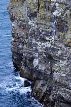 Seabirds nesting on bird cliffs, Balor's soldiers, Tory Island, County Donegal, Republic of Ireland, June 2008
