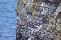Seabirds nesting on bird cliffs, Balor's soldiers, Tory Island, County Donegal, Republic of Ireland, June 2008