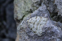 November moth {Epirrita dilutata} camouflaged on Eagle's Rock, Burren National Park, County Clare, Republic of Ireland, November 2008