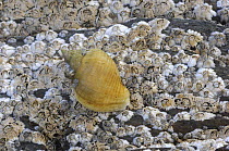 Dogwhelk {Nucella lapillus} and barnacles, Ballyhenry Point, Strangford Lough, County Down, Northern Ireland, September