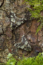 Two Oak beauty moths {Biston strataria} camouflaged on bark, Argory Wood Derrycaw, Co. Armagh, Northern Ireland, March