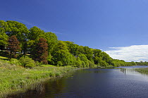 Oak woodland beside water, Crom Castle Estate, County Fermanagh, Northern Ireland, UK, June 2006