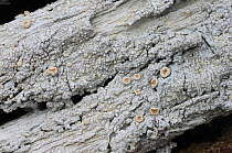 Lichen {Ochrolechia androgyna} on wood, Meeting of the Waters, Muckross, Killarney National Park, County Kerry, Republic of Ireland, March