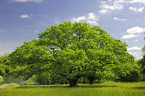 Large spreading oak tree in parkland, Crom Estate, County Fermanagh, Northern Ireland, June 2006