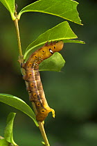 Oleander hawk-moth {Daphnis nerii} third instar caterpillar larva, from Southern Mediterranean, North Africa and Middle East.