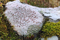 Lichen {Ophioparma ventosa} on rock, Lough Salt, County Donegal, Republic of Ireland, March