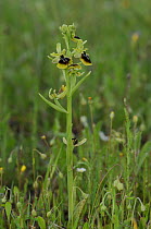 Bee orchid {Ophrys aesculapii} The Peleponnese, Southern Greece, April