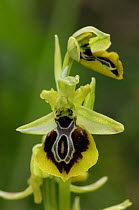 Bee orchid {Ophrys aesculapii} flowers, The Peleponnese, Southern Greece, April