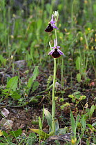 Bee orchid {Ophrys argolica} The Peleponnese, Southern Greece, April
