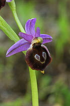 Bee orchid {Ophrys argolica} flower, The Peleponnese, Southern Greece, April