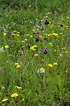 Field with flowering Bee orchids {Ophrys argolica} The Peleponnese, Southern Greece, April