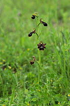 Mirror Orchid {Ophrys speculum} The Peleponnese, Southern Greece, April