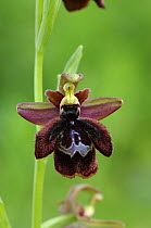 Mirror orchid {Ophrys speculum } The Peleponnese, Southern Greece, April
