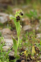 Bee orchid {Ophrys attica} The Peleponnese, Southern Greece, April