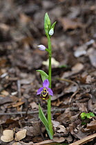 Bee orchid {Ophrys candica} The Peleponnese, Southern Greece, April