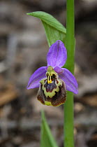 Bee orchid {Ophrys candica} in flower, The Peleponnese, Southern Greece, April