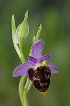 Bee orchid {Ophrys delphinensis x Ophrys spruneri} in flower, The Peleponnese, Southern Greece, April