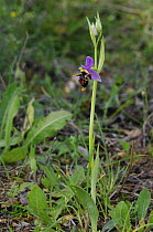 Bee orchid {Ophrys delphinensis} in flower, The Peleponnese, Southern Greece, April