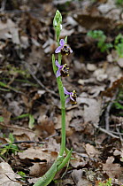 Bee orchid {Ophrys fuciflora} in flower, The Peleponnese, Southern Greece, April