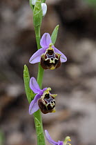 Bee orchid {Ophrys fuciflora} in flower, The Peleponnese, Southern Greece, April