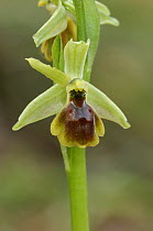Bee orchid {Ophrys hebes} in flower, The Peleponnese, Southern Greece, April