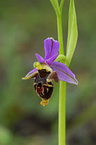 Bee orchid {Ophrys heldreichii} in flower, The Peleponnese, Southern Greece, April