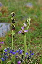 Fly orchid {Ophrys insectfera} and Bee orchid {Ophrys apifera} Burren National Park, County Clare, Republic of Ireland, June