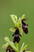 Fly orchid {Ophrys insectfera} Burren National Park, County Clare, Republic of Ireland, June