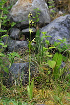 Fly orchid {Ophrys insectfera} flowering in disused quarry, Burren National Park, County Clare, Republic of Ireland, June