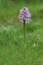 Naked man orchid {Orchis italica} The Peleponnese, Southern Greece, April
