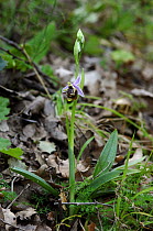 Bee orchid {Ophrys lacena} The Peleponnese, Southern Greece, April