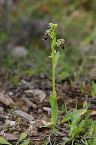 Bee orchid {Ophrys oestrifera} The Peleponnese, Southern Greece, April