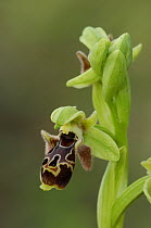 Bee orchid {Ophrys oestrifera} The Peleponnese, Southern Greece, April