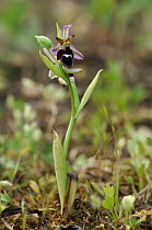 Bee orchid {Ophrys reinholdii} The Peleponnese, Southern Greece, April