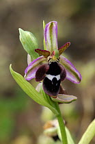 Bee orchid {Ophrys reinholdii} The Peleponnese, Southern Greece, April