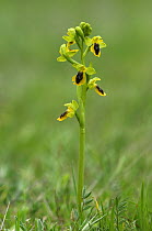 Lesser yellow bee orchid {Ophrys sicula} The Peleponnese, Southern Greece, April
