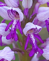 Military orchid {Orchis militaris} close up of flowers, Europe